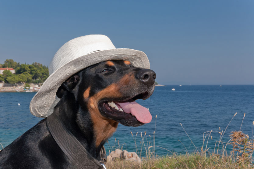 ΤΡΙΧΕΣ – Είναι τα μαύρα σκυλιά πιο επιρρεπή στη ζέστη και τη θερμοπληξία;
