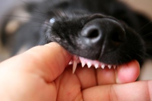 puppy teeth2