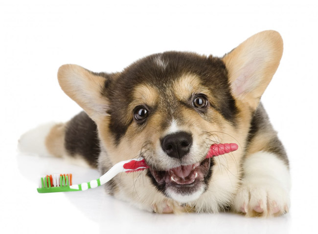toothbrush dog www