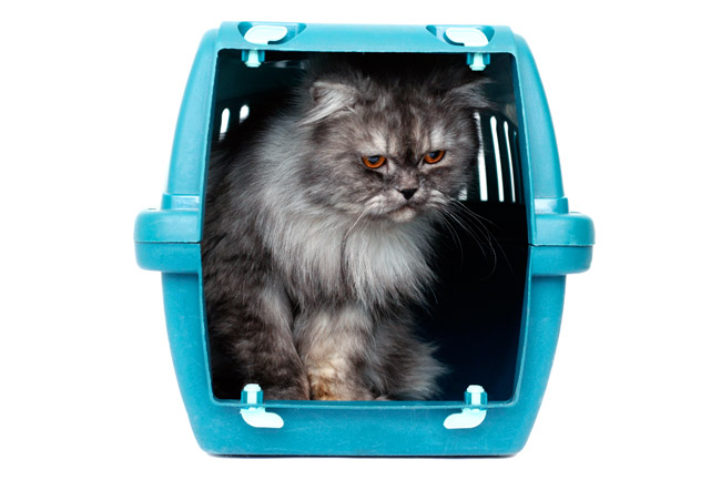 cat crate