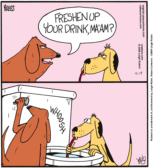 dog-drink-toilet1