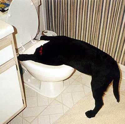 dog-toilet-bowl