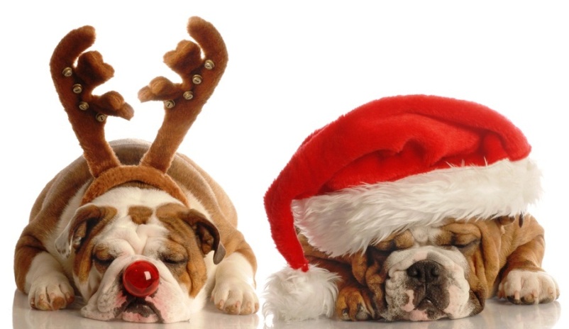 english bulldog - one dressed up as santa the other as rudolph