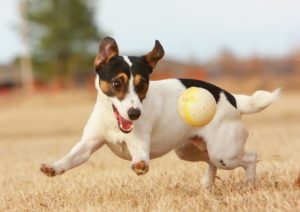 JRT_with_Ball