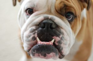 Bulldog_portrait_Frank