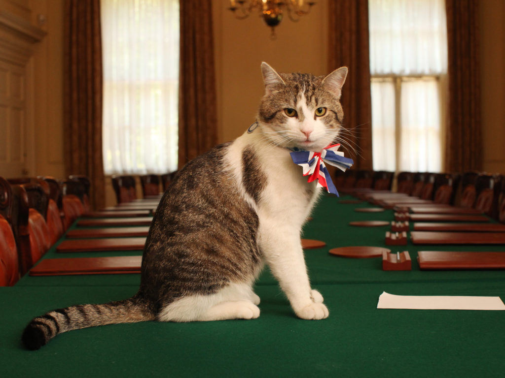 LONDON - APRIL 28: Larry, the Downing Street cat, gets in the Royal Wedding spirit in a Union flag bow-tie in the Cabinet Room at number 10 Downing Street on April 28, 2011 in London, England. Prince William will marry his fiancee Catherine Middleton at Westminster Abbey tomorrow. (Photo by James Glossop - WPA Pool/Getty Images)