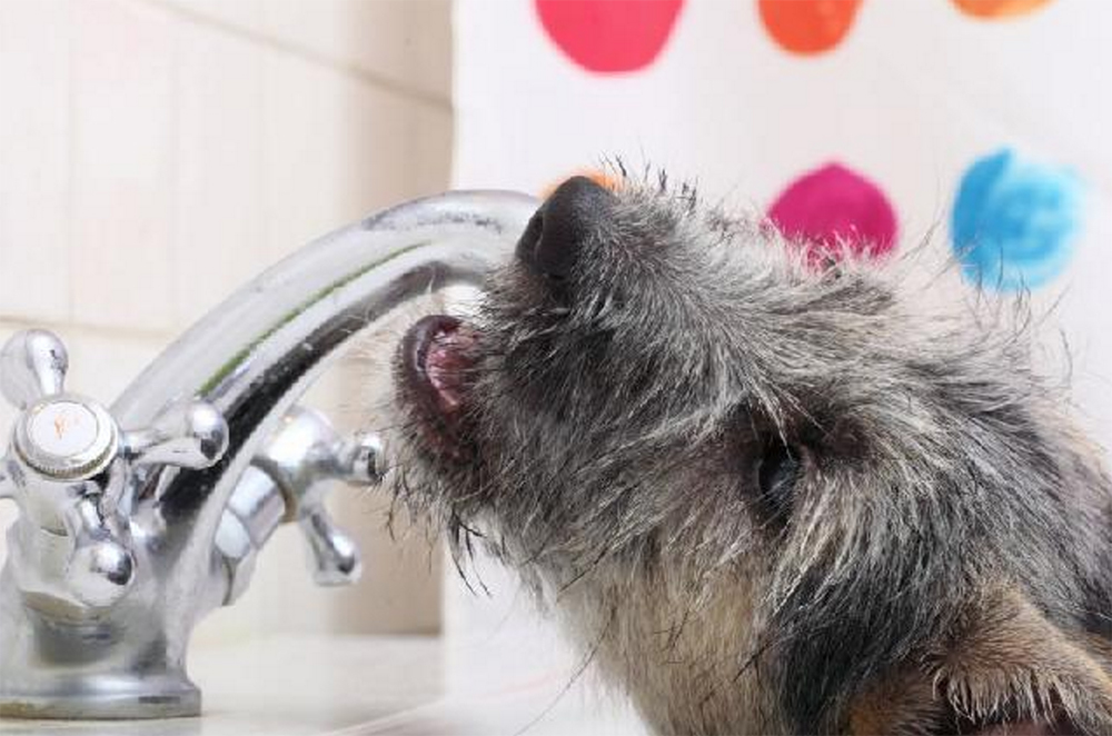 dog drink water www